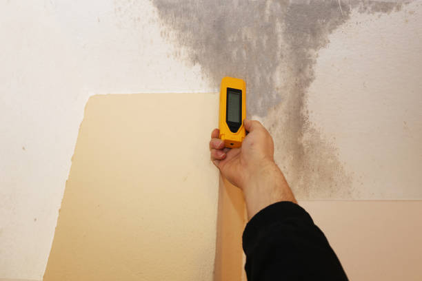 Best Water Damage & Mold Remediation  in West Rancho Dominguez, CA