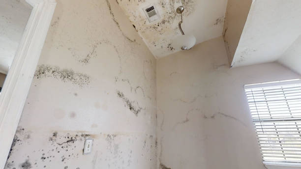 Trusted West Rancho Dominguez, CA Mold Removal Experts