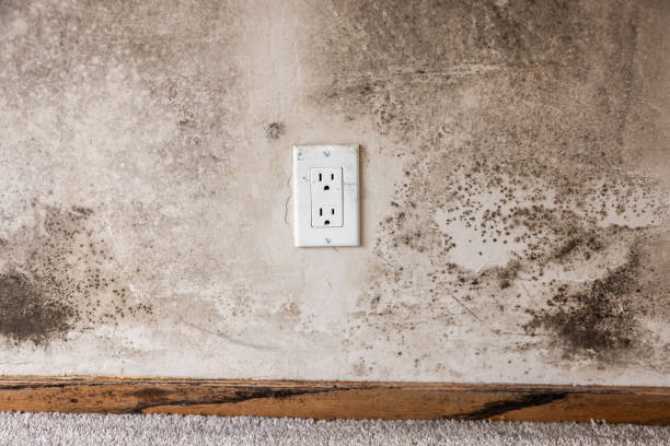 Best Flood Damage  in West Rancho Dominguez, CA