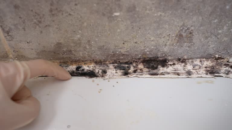 Best Dehumidification Services  in West Rancho Dominguez, CA