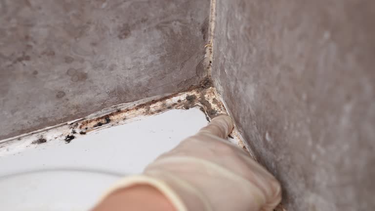Best Basement Mold Removal  in West Rancho Dominguez, CA